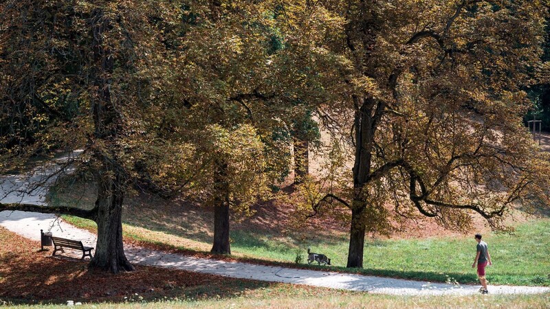 Im Hofgarten in Coburg sind die Blätter der Kastanienbäume bereits welk und fallen zu Boden.