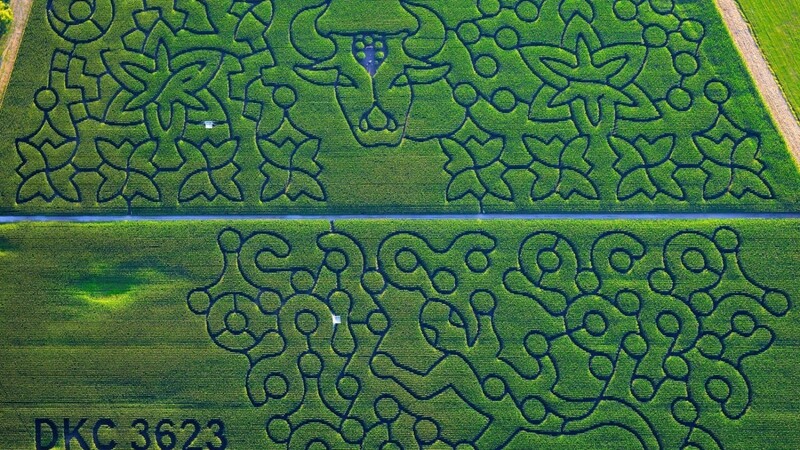 So sieht er aus, der größte Maisirrgarten Deutschlands. Zu finden ist dieses Labyrinth in Rinkam (Kreis Straubing-Bogen).