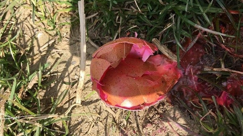 Dieses mutmaßlich mit Gift präparierte Ei wurde von einer aufmerksamen Spaziergängerin gefunden.