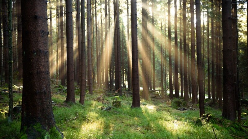 Gut ein Drittel von Bayern ist von Wald bedeckt. Doch vielerorts macht den Bäumen der Klimawandel zu schaffen.