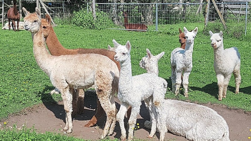Mit über 200 Alpakas können die Besucher am Wochenende in der Tierzuchthalle Osterhofen hautnah in Kontakt treten.