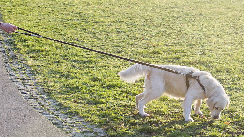 Erneut ist in Regensburg ein Hund vermutlich an den Folgen eines Giftköders gestorben. (Symbolbild)