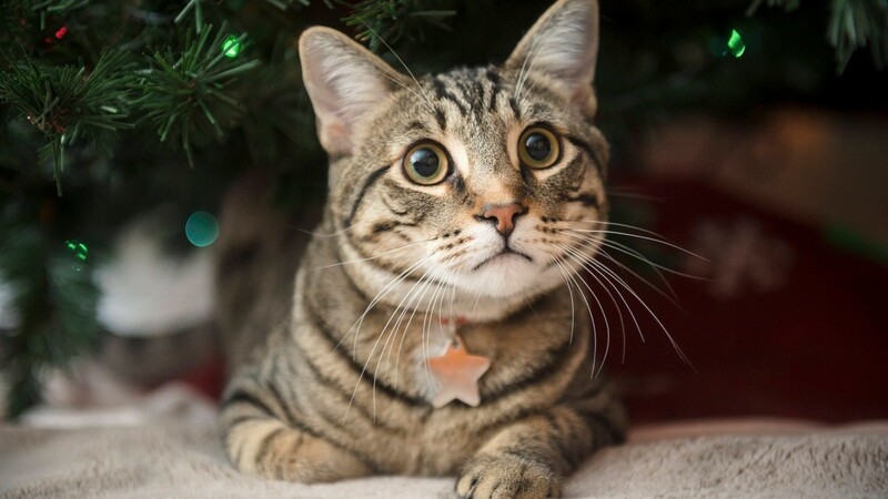 Diese Katze hat es sich unter dem Weihnachtsbaum gemütlich gemacht.