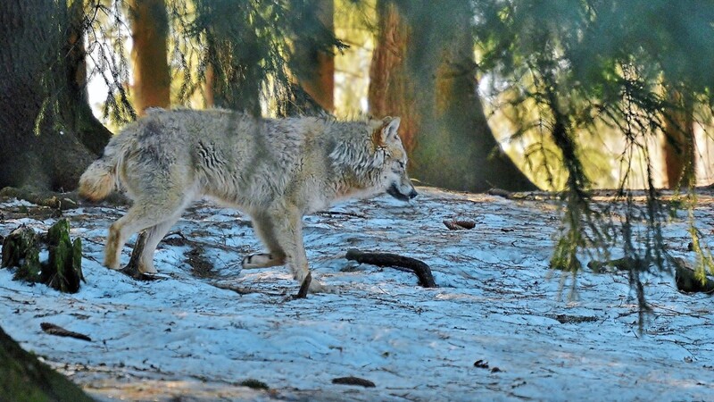 Für die Jäger steht außer Frage, dass der Wolf wieder in den Landkreis zurückkommen wird.