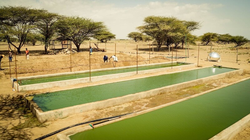 "Thriving Green" hat es sich zur Aufgabe gemacht, den Hunger in Turkana zu bekämpfen. Ihre Geheimwaffe: Die Alge Spirulina.