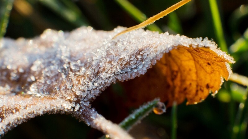 Vorboten des Winters: Feine Eiskristalle glitzern auf herbstlichem Laub.