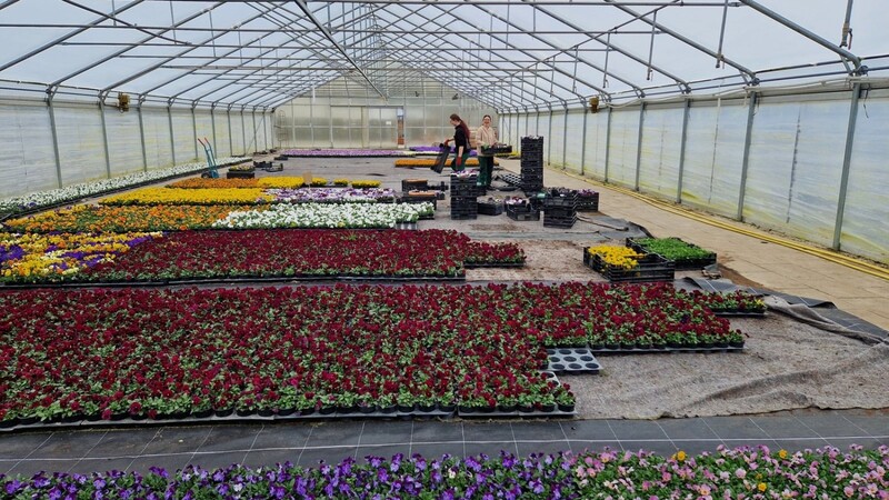 Rund 38 000 Pflanzen werden in der Stadtgärtnerei für die Frühjahrsbepflanzung herangezogen. Auch die Auszubildenden dürfen ihre Ideen einbringen.