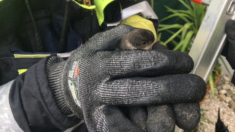 Diese kleine Schwalbe brachten Aktiven der Feuerwehr Bad Kötzting wieder in ihr Nest zurück.