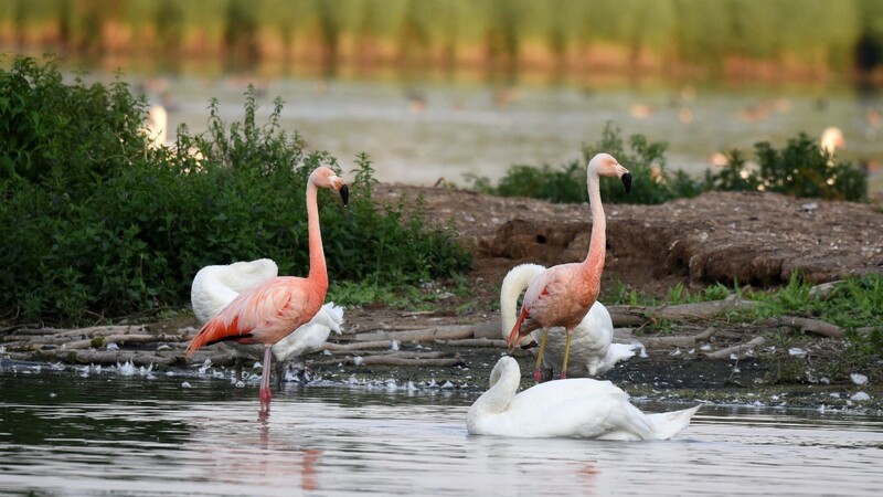Von wegen Florida: Am Großen Rötelsee haben sich Flamingos angesiedelt. Das eine Exemplar ist ein Mischling aus Chile- und Kubaflamingo, das andere ein reinrassiger Chileflamingo
