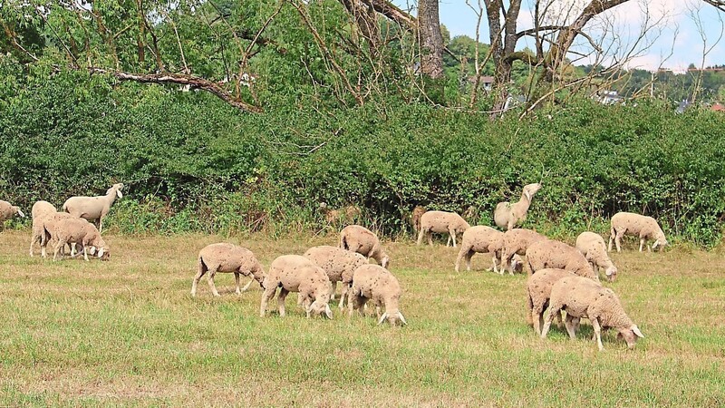 Ein Schaf wurde vermutlich von einem wildernden Hund gerissen. (Symbolfoto)
