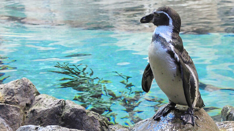 Hier herrschen angenehme Bedingungen für Pinguine.