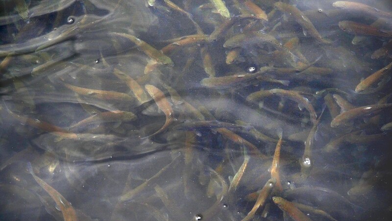 Aus einem Teich sind mehrere Forellen gestohlen worden. (Symbolbild)