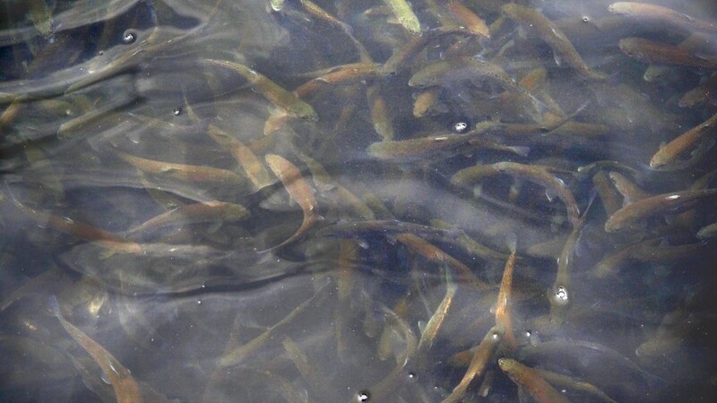 Aus einem Teich sind mehrere Forellen gestohlen worden. (Symbolbild)