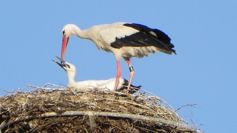 Im Juni 2022 gab es Nachwuchs in Adebars Stube: Der Altvogel würgt Futter ins Nest, um die Jungen zu ernähren.