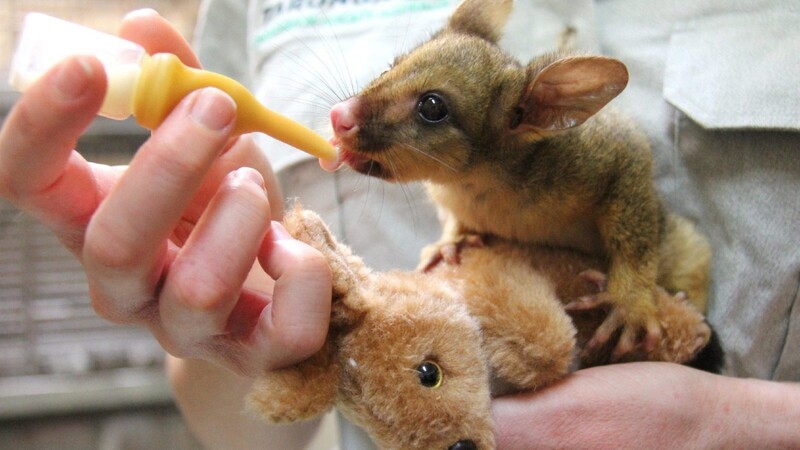 Beuteltier-Baby "Bettina" hat ein Stofftier-Känguru als neue Mutter akzeptiert.