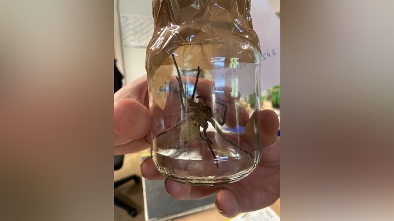 Groß, aber ungefährlich: Diese Spinne wurde vergangene Woche in einem Supermarkt in Schönau entdeckt.