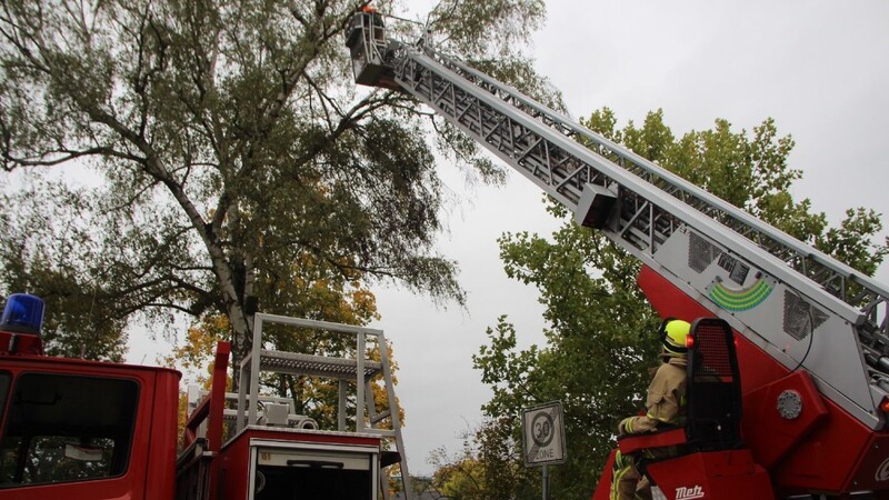 Die Regensburger Feuerwehr sicherte mit ihrem Leiterwagen eine alte Birke vor den Ausläufern des Orkantiefs "Xavier"