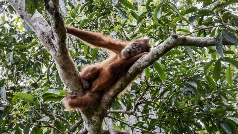 Ein Sumatra-Orang-Utan ruht auf einem Baum: Etwa eine Million Tier- und Pflanzenarten könnten in den kommenden Jahrzehnten für immer verschwinden, warnt ein UN-Bericht.