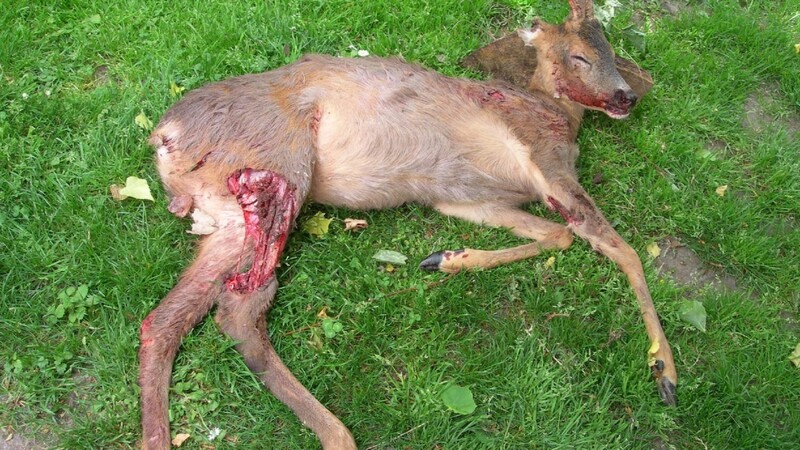 Schwerst verletzt wurde der junge Rehbock in einem Waldstück bei Hofdorf (Kreis Regensburg) gefunden. Wildernde Hunde hatten ihn gerissen. Der zuständige Jagdpächter musste den Rehbock von seinem Martyrium erlösen.