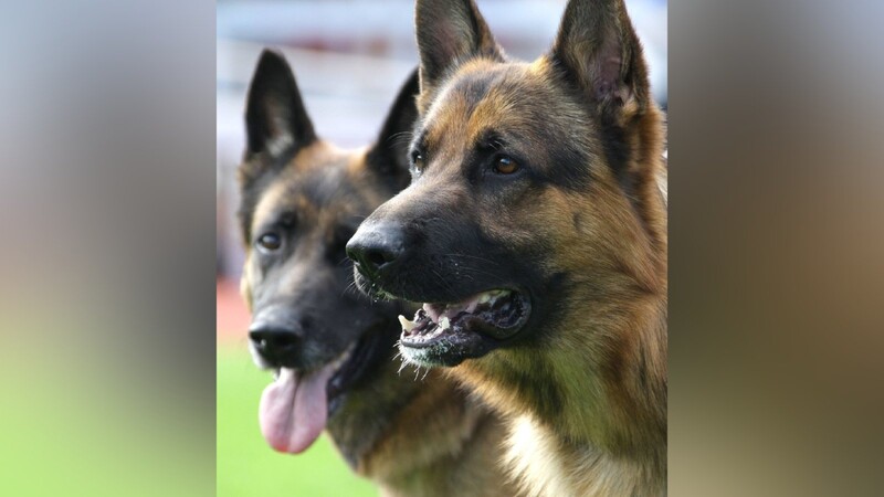 Zwei entlaufene Schäferhunde haben in Böbrach einen Yorkshire Terrier angegriffen und tot gebissen.