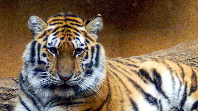 Suna ist eine sibirische Tigerdame. (Foto: Michaela Gauderer)