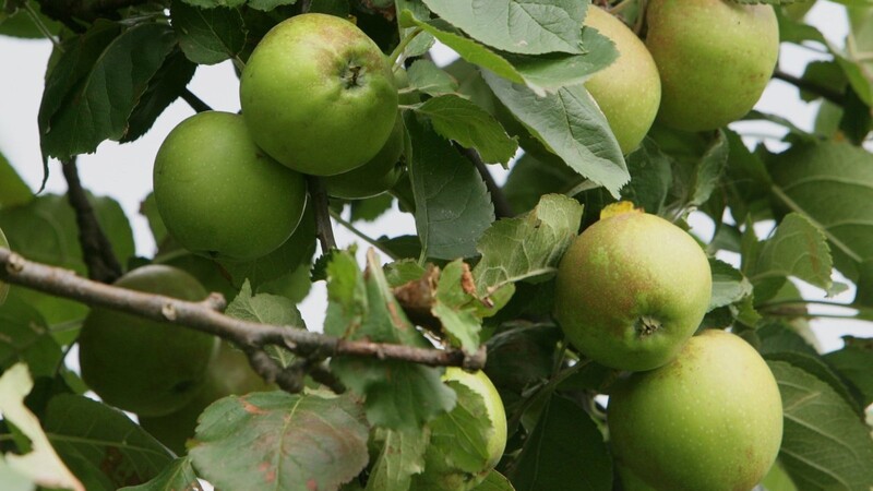 Boskop-Äpfel entfalten ihren vollen Geschmack erst nach einer gewissen Lagerzeit.