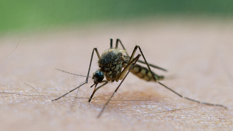 Mücken und Fliegen können richtig nervig sein. (Foto: Patrick Pleul/dpa)