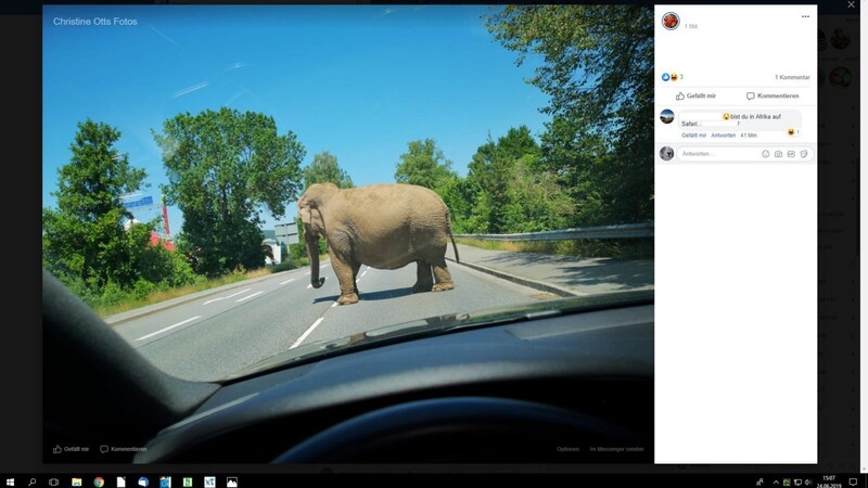 Elefant auf der Fahrbahn: Das Foto verbreitete sich in den sozialen Medien in Windeseile.