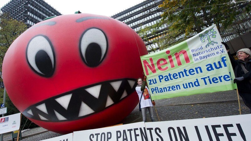 Umweltschützer und Patentgegner kämpfen gegen das Euroäpische Patentamt. Sie zweifeln an der Richtigkeit von Patenten für gezüchtete Tomaten und anderes Obst und Gemüse.