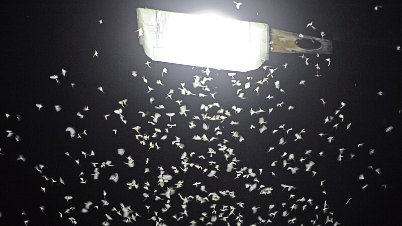 Jeden Sommer sterben schätzungsweise 100 Milliarden Insekten an deutschen Straßenlampen. Durch Erschöpfung oder sie verbrennen.