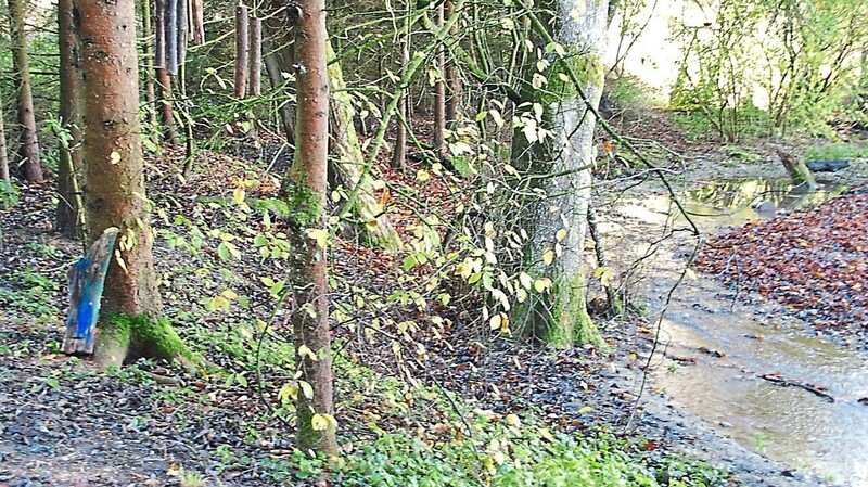 Der Auwald ist geschützt, auch wenn er nicht mehr unter die Bannwaldverordnung fällt.