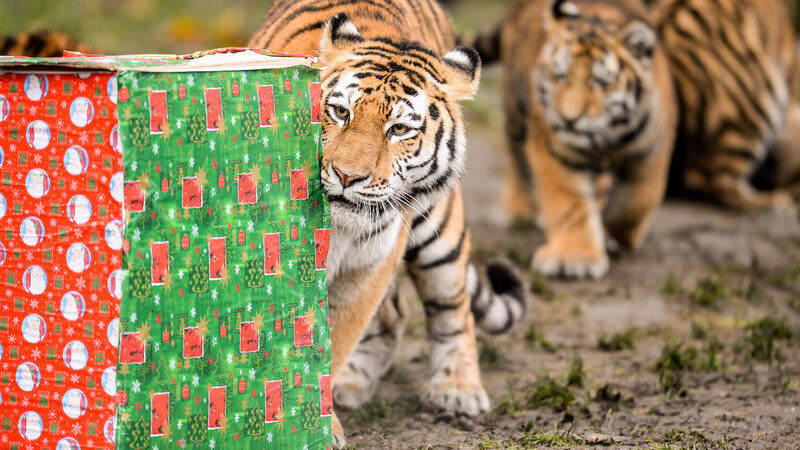 Tigerin "Maruschka" und ihr Nachwuchs untersuchen ein Weihnachtspaket.