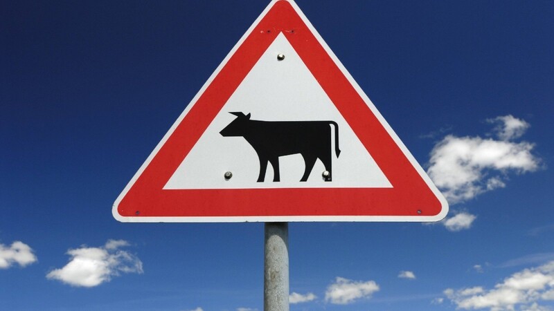 Symbolbild: Eine Kuh, die sich auf die alte B11 verirrte, musste Donnerstagnacht von Polizisten erschossen werden.