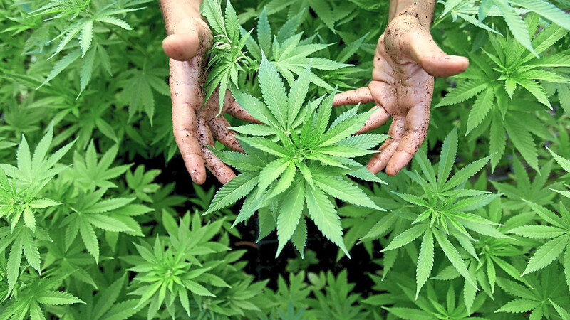 Bei einer Wohnungsdurchsuchung im Bereich Laberweinting hat die Polizei vergangene Woche mehrere Marihuana-Pflanzen sichergestellt.
