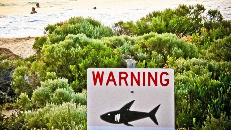 Nach einer Serie von Hai-Attacken auf Schwimmer testet Australien nun Drohnen, die vor der Küste nach den Raubfischen Ausschau halten.
