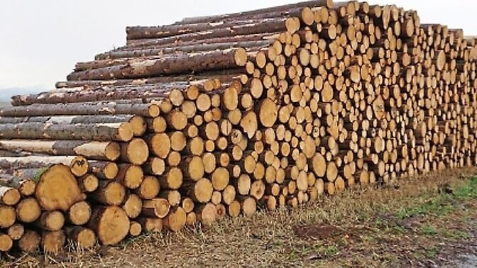 Für aufgearbeitetes Stammholz gibt es bis zu zwölf Euro Förderung.