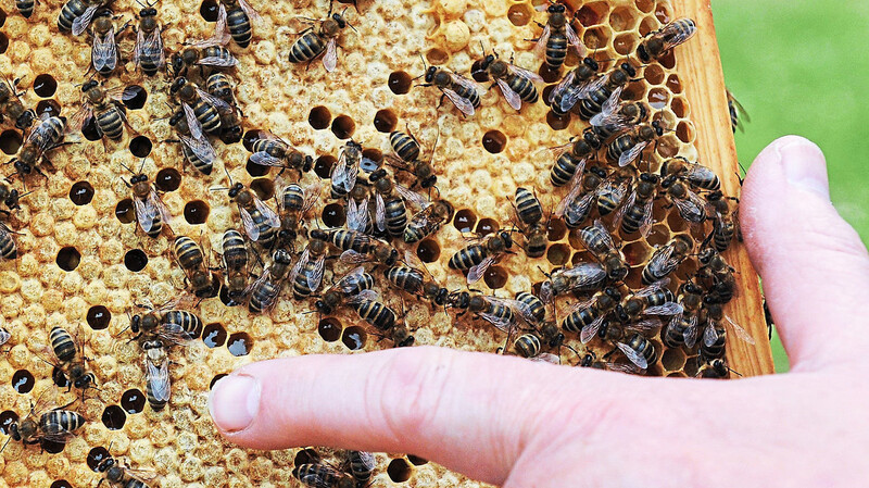Die für Bienenvölker gefährliche Faulbrut muss von Imkern und Veterinärämtern genau beobachtet werden, um die Ausbreitung der hochinfektiösen Krankheit frühzeitig zu erkennen und zu verhindern.