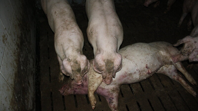 Dieses tote Schwein wird bereits von seinen Artgenossen angefressen. Tierschützer finden die Haltungsbedingungen nicht artgerecht und haben beim Veterinäramt Anzeige erstattet.