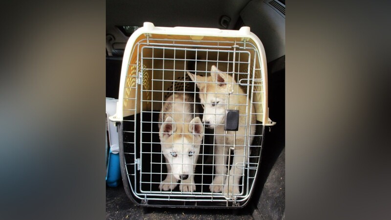 So wurden die sechs Hunde im Kofferraum eines Autos transportiert.