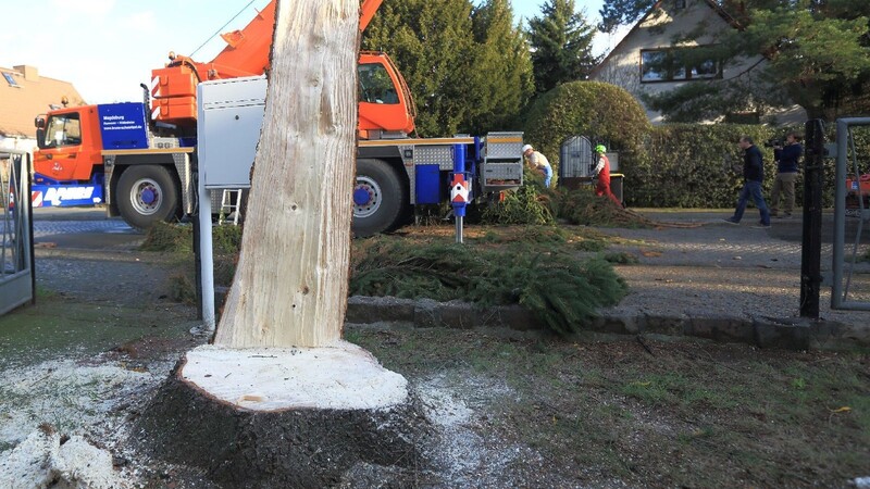 Der offiziell für den Weihnachtsmarkt gewählte Baum ist beim Absägen plötzlich abgebrochen. Verletzt wurde dabei zum Glück niemand.