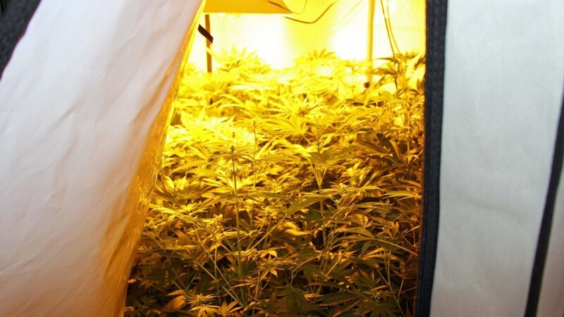 Polizeibeamte haben in einer Münchner Wohnung eine Marihuana-Plantage sichergestellt.