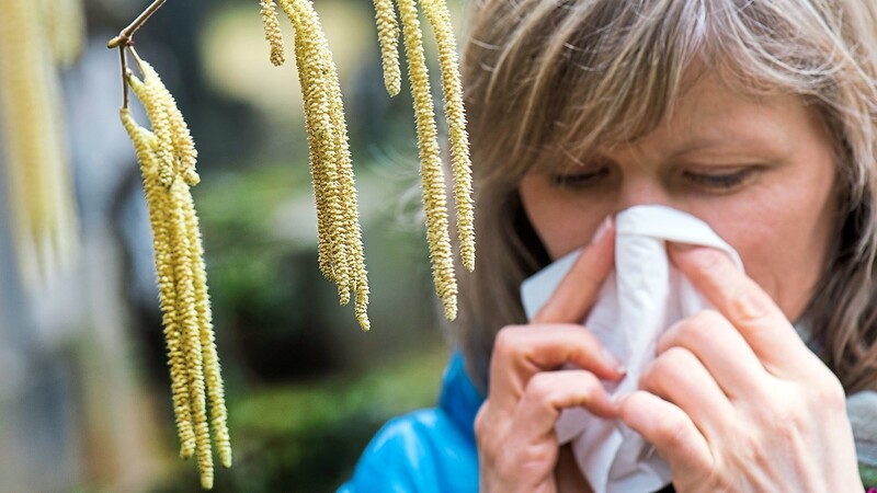 Die Hasel blüht bereits - zum Leidwesen vieler Allergiker.