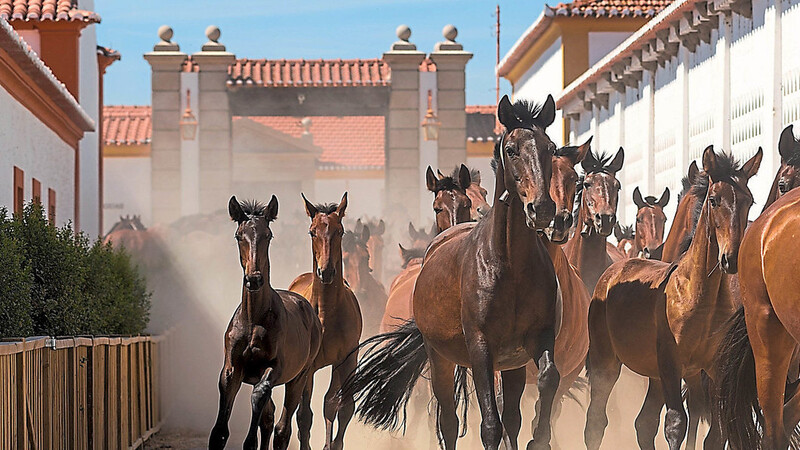 Das Gestüt Alter Real im portugiesischen Alentejo besteht seit 1748. Auf dem alten Landgut wird die Pferderasse Lusitano gezüchtet. Die talentiertesten Pferde werden im Dressursport ausgebildet.