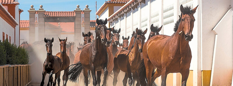 Das Gestüt Alter Real im portugiesischen Alentejo besteht seit 1748. Auf dem alten Landgut wird die Pferderasse Lusitano gezüchtet. Die talentiertesten Pferde werden im Dressursport ausgebildet. 