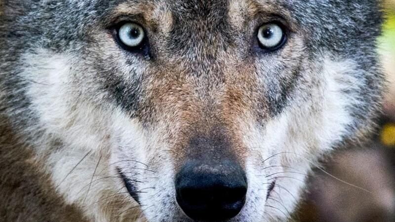 Im Landkreis Deggendorf wurde am Wochenende ein Wolf gesichtet (Symbolbild).