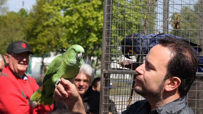 Alessio Fochesato zeigt den Besuchern des Krone-Zoos seinen sprechenden Papagei Tortuga.
