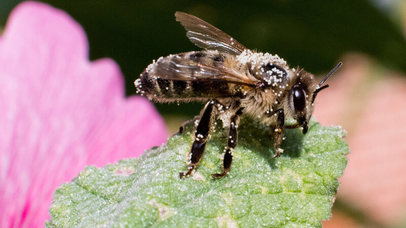 Wildbienen und viele andere Insekten halten das System der Natur stabil und damit auch für den Menschen lebenswert, mahnt der LBV.