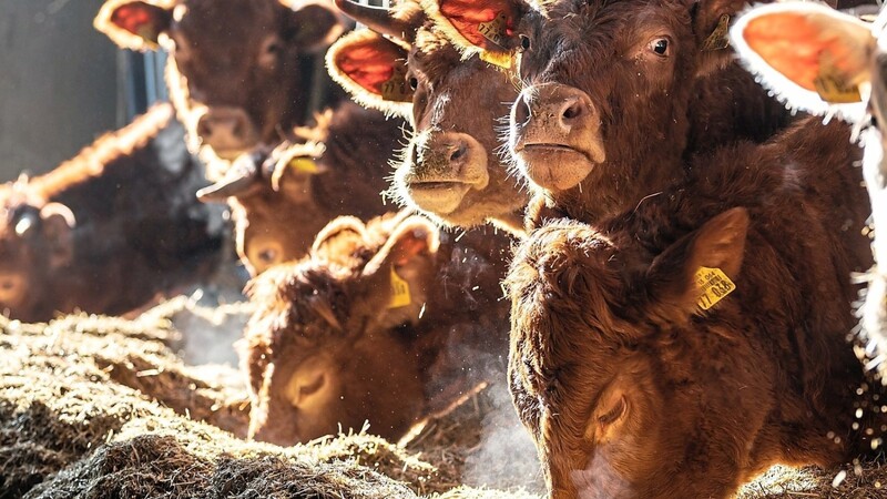 Der Bayerische Bauernverband im Landkreis beklagt unfaire Wettbewerbsbedingungen für Viehhalter.