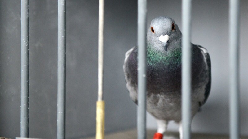 In Niedersunzing hat ein bislang unbekannter Täter drei Tauben in ihrer Voliere brutal getötet.
