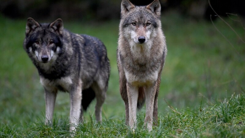 Zwei Wölfe in einem Wildpark: Das Raubtier ist freilebend zurück - auch in Bayern.